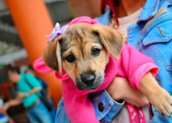 ¿Sin plan este fin de semana? Tranquilos llega el ‘Día de la Mascota 10’