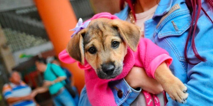 ¿Sin plan este fin de semana? Tranquilos llega el ‘Día de la Mascota 10’