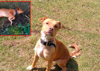 Imputan cargos a conductor de un vehículo que atropelló a un perro en el municipio de Falan&nbsp;