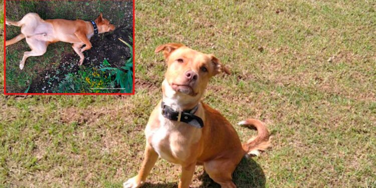 Imputan cargos a conductor de un vehículo que atropelló a un perro en el municipio de Falan&nbsp;