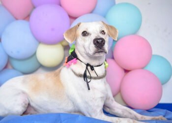 En Ibagué&nbsp; ‘adoptatón’ de este viernes