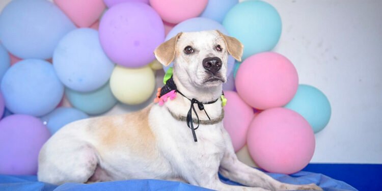 En Ibagué ‘adoptatón’ de este viernes