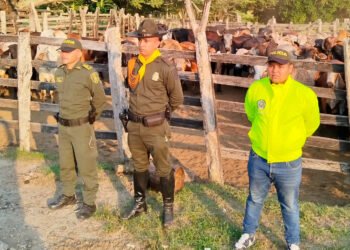 Recuperados 25 bovinos avaluados en $70 millones de pesos hurtados en una finca de Ambalema