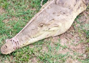 Bomberos de Honda recuperaron un cocodrilo en zona rural de Honda&nbsp;