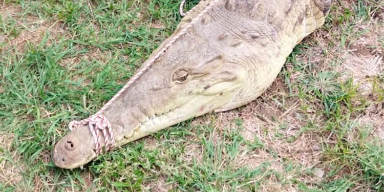 Bomberos de Honda recuperaron un cocodrilo en zona rural de Honda&nbsp;