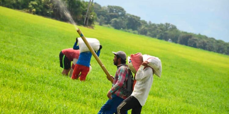 Agricultores del Tolima conozca cómo adquirir fertilizantes y abonos orgánicos a bajo costo