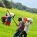 Agricultores del Tolima conozca cómo adquirir fertilizantes y abonos orgánicos a bajo costo