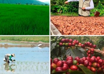 Por culpa de las lluvias, campesinos tolimenses muestran su preocupación por la pérdida de sus cultivos