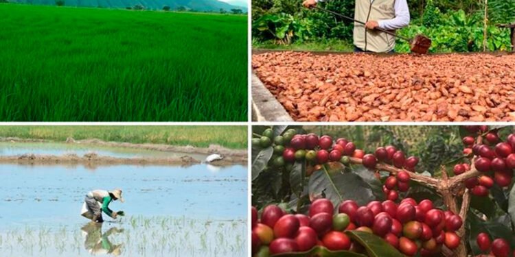 Por culpa de las lluvias, campesinos tolimenses muestran su preocupación por la pérdida de sus cultivos