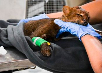 Cortolima sigue luchando por salvar la vida de&nbsp; un Gato Montes que quedó ciego en accidente