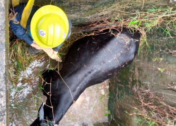 Novillo que cayó a una alcantarilla en zona rural de Planadas fue rescatado