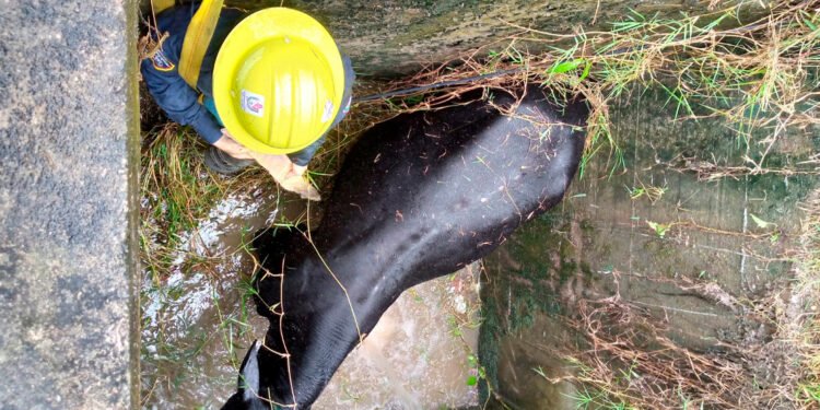Novillo que cayó a una alcantarilla en zona rural de Planadas fue rescatado