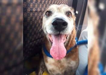 Hoy será el último adiós para ‘viejito’ una de las mascotas más representativas de la Universidad del Tolima               