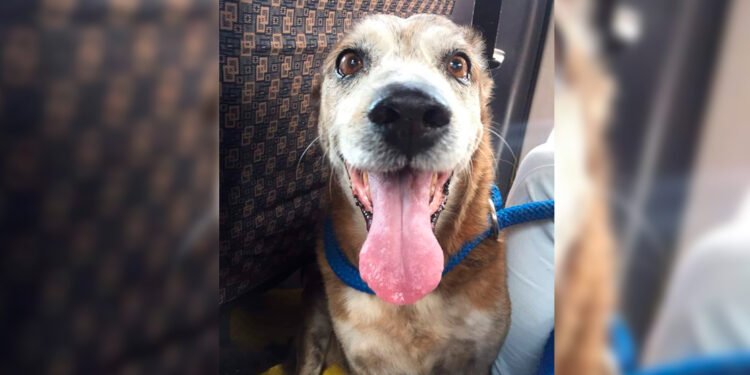 Hoy será el último adiós para ‘viejito’ una de las mascotas más representativas de la Universidad del Tolima