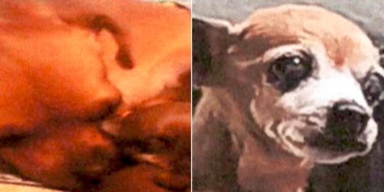 Imputan cargos a un hombre que ahorcó y desnucó a una perrita en Ibagué