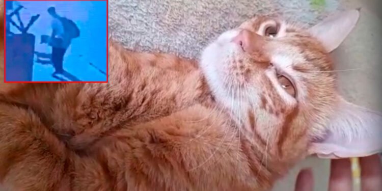 ¿Dónde está Isadora?, gatica agredida por un skater en el sector de los arrayanes