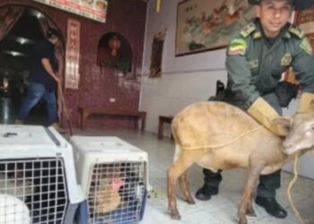 Descubren restaurante chino en Valle con animales vivos que sacrificaban en la cocina