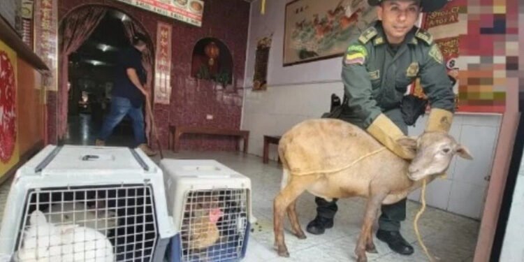 Descubren restaurante chino en Valle con animales vivos que sacrificaban en la cocina