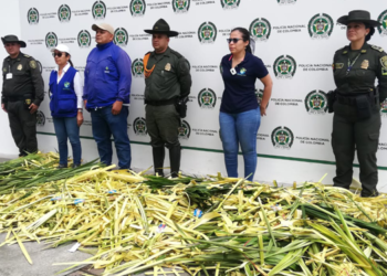 Más de 1.500 unidades de palmas fueron&nbsp; incautadas y 17 personas capturadas&nbsp;&nbsp;