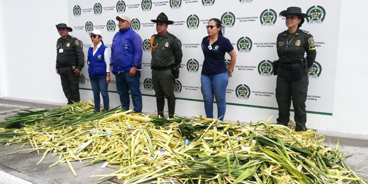 Más de 1.500 unidades de palmas fueron incautadas y 17 personas capturadas