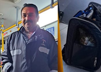 Gatico abandonado en vagón de Transmilenio fue adoptado por el conductor que lo encontró