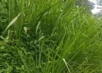 Al barrio Malabar se lo está tragando la maleza del Cerro Pan de Azúcar