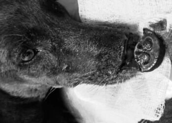 Atacaron a perrita de la calle a la que casi le arrancan la nariz