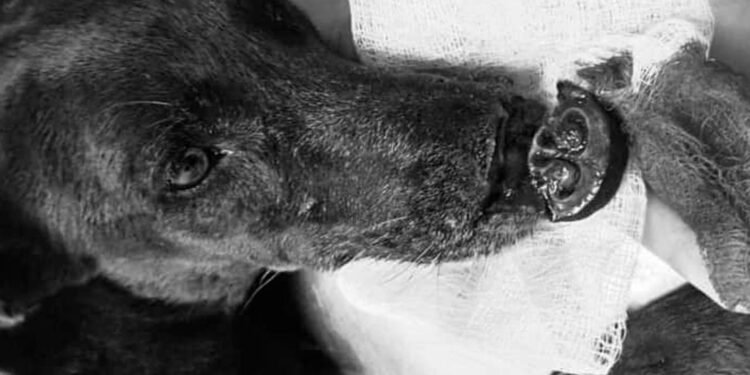 Atacaron a perrita de la calle a la que casi le arrancan la nariz