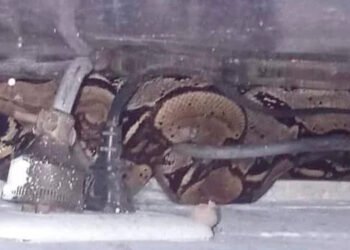 Encuentran serpiente al interior de un salón en colegio de Melgar&nbsp;