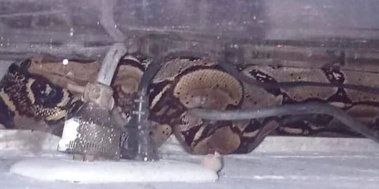 Encuentran serpiente al interior de un salón en colegio de Melgar