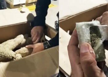 Entre yucas encontraron cargamento de marihuana que pretendía salir de El Dorado