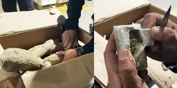 Entre yucas encontraron cargamento de marihuana que pretendía salir de El Dorado