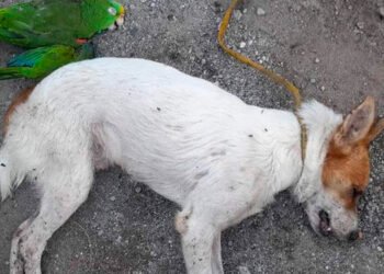 Ataque de abejas africanizadas en Lérida dejó varias personas heridas y cuatro perros muertos 