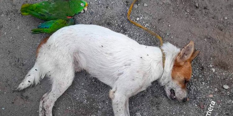 Ataque de abejas africanizadas en Lérida dejó varias personas heridas y cuatro perros muertos 