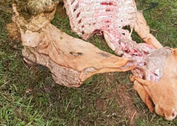 No paran los casos de abigeato en el Tolima