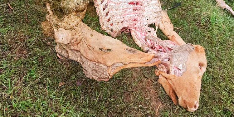 No paran los casos de abigeato en el Tolima