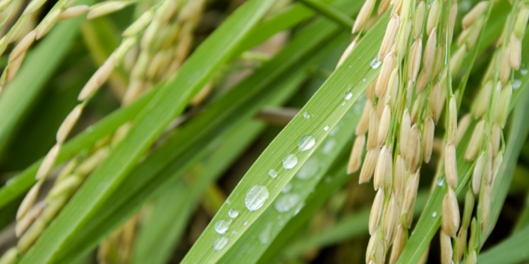 Arroceros se la juegan por una producción más limpia del grano en Colombia 