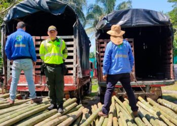 Incautan 11,33 metros cúbicos de guadua por transportarla sin el respectivo Salvoconducto Único Nacional de Movilización