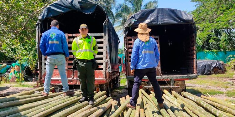 Incautan 11,33 metros cúbicos de guadua por transportarla sin el respectivo Salvoconducto Único Nacional de Movilización