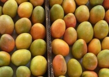 ¡Histórico! Colombia exporta mango de azúcar por primera vez a Estados Unidos