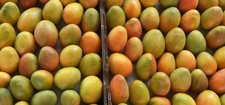 ¡Histórico! Colombia exporta mango de azúcar por primera vez a Estados Unidos