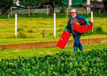 Preocupan deficiencias en proyectos con enfoque de género para mujeres rurales en el Tolima