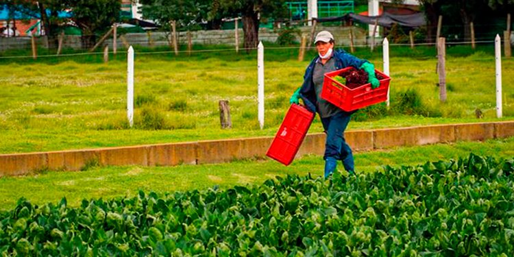 Preocupan deficiencias en proyectos con enfoque de género para mujeres rurales en el Tolima