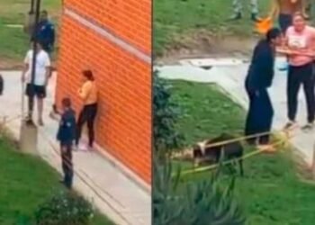 Doloroso, Pitbull atacó y mató a un gato en un conjunto residencial