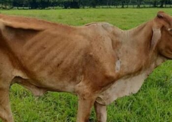 En una finca de Mariquita están dejando morir de hambre el ganado y ya van más de 10 reses