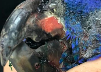 Le operaron el pico roto a un loro Cabeciazul