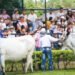 Llega la Feria Bovina en el San pedro ibaguereño