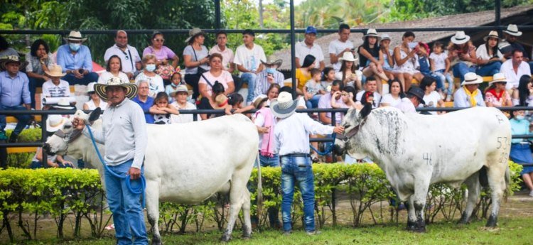 Llega la Feria Bovina en el San pedro ibaguereño