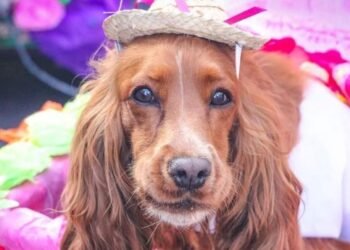 Las mascotas se tomaron las calles y vivieron el folclor