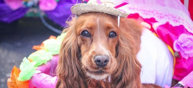 Las mascotas se tomaron las calles y vivieron el folclor